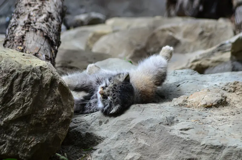 A photograph of Pema in Calgary Zoo / Wilder Institute