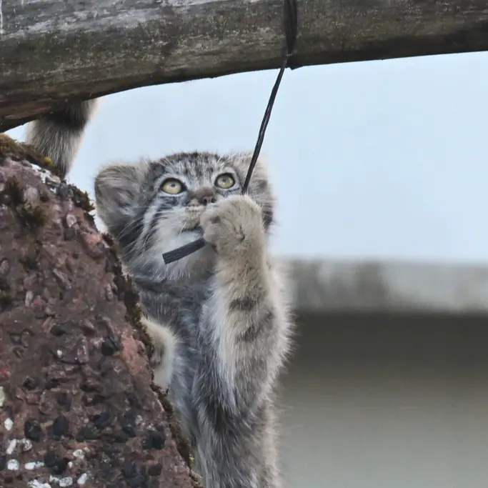 A photograph of Sten in Korkeasaari Zoo