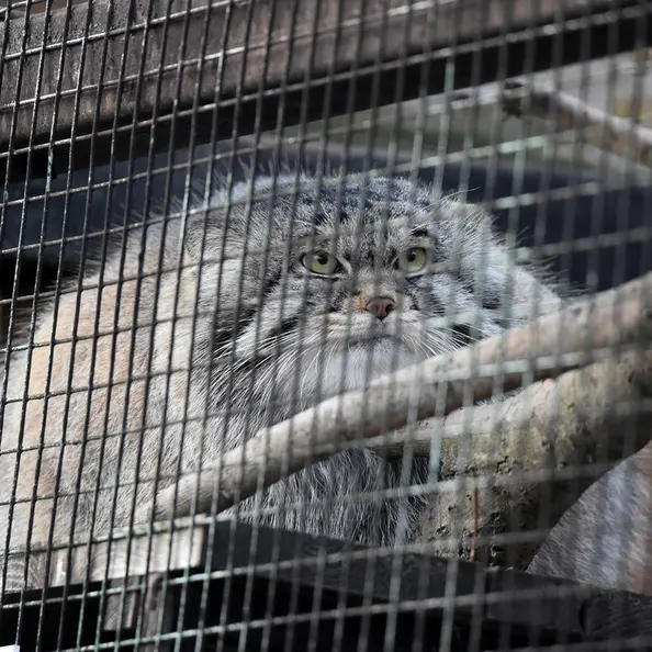 A photograph of Altai in Leningrad zoo