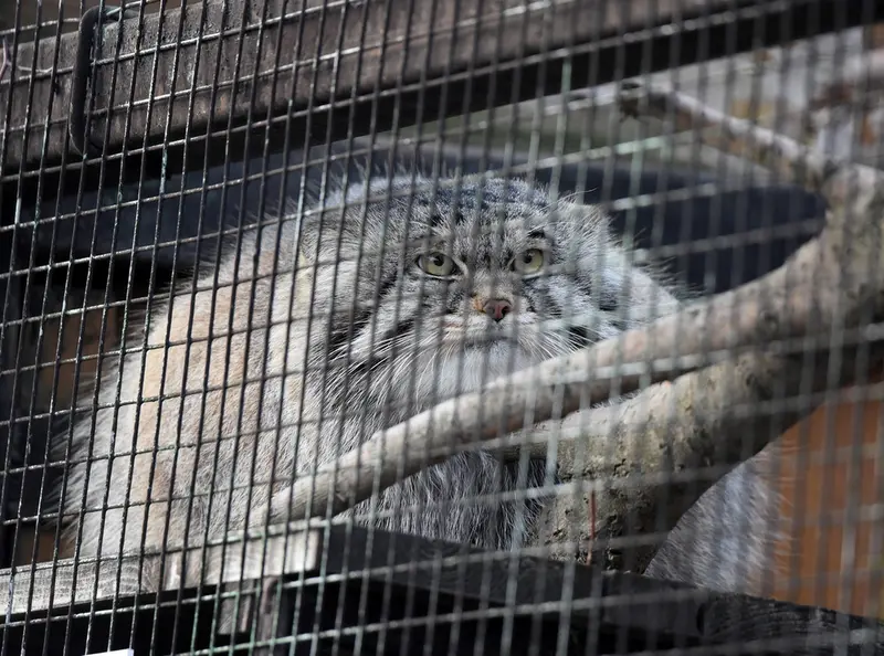 A photograph of Altai in Leningrad zoo