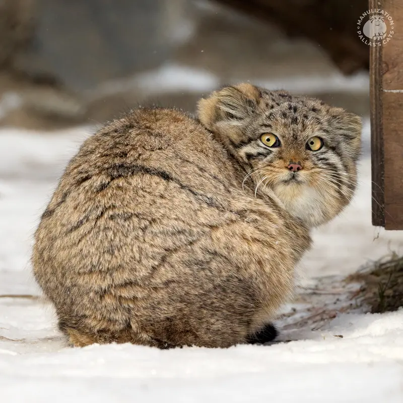 A photograph of Berel’ in Novosibirsk Zoo