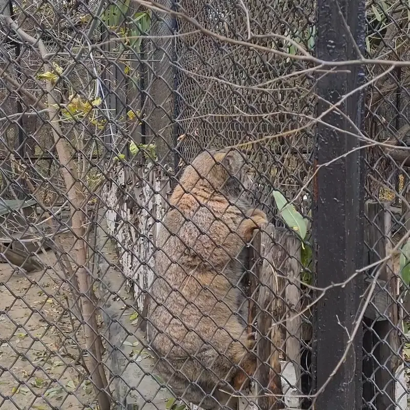 A photograph of a Pallas's cat in Novosibirsk Zoo