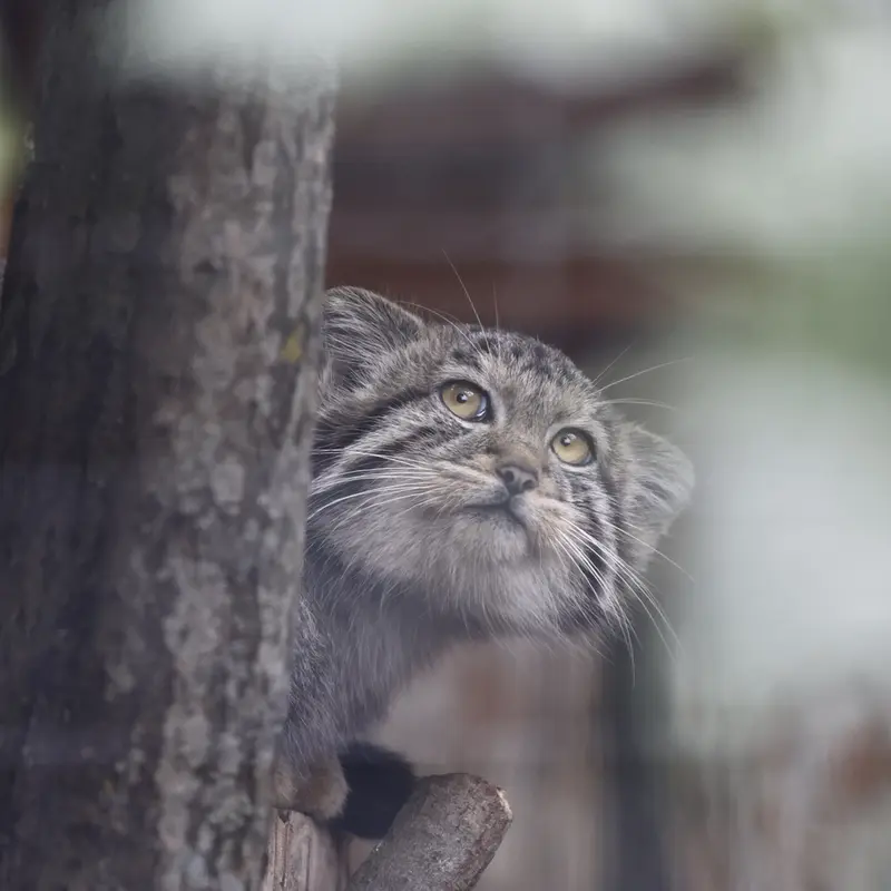 A photograph of a Pallas's cat