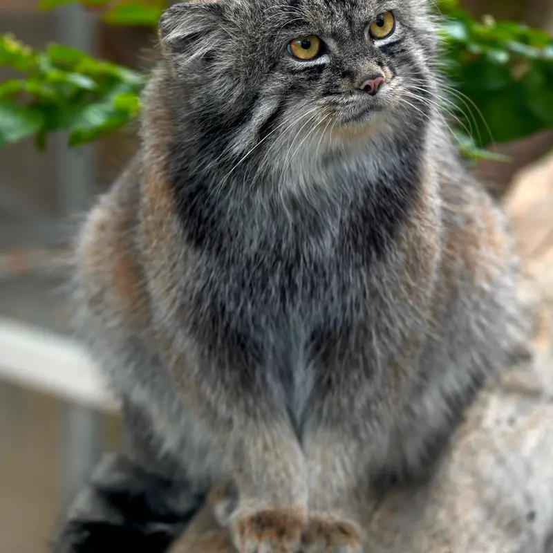 A photograph of Nar in Kobe Animal Kingdom