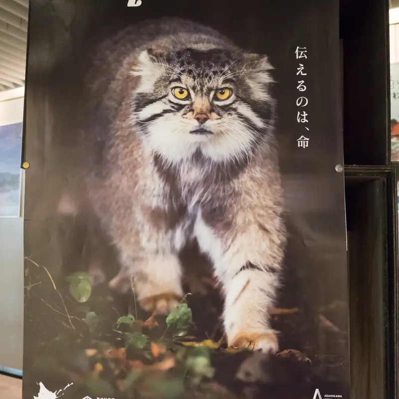 A photograph of Grusha
