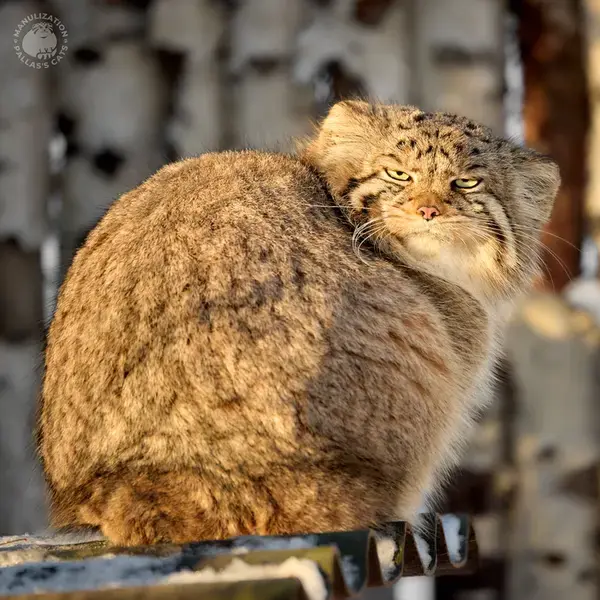 A photograph of a Pallas's cat