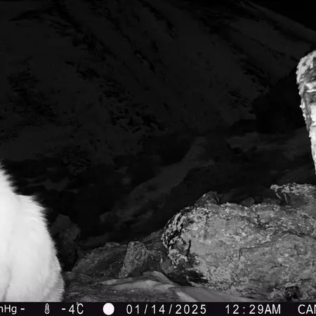 A photograph of Red fox from Zhundy 2 camera trap