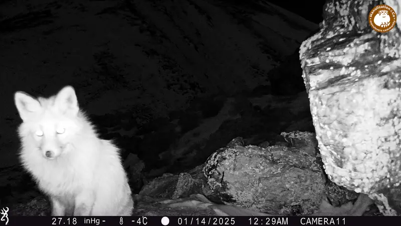 A photograph of Red fox from Zhundy 2 camera trap
