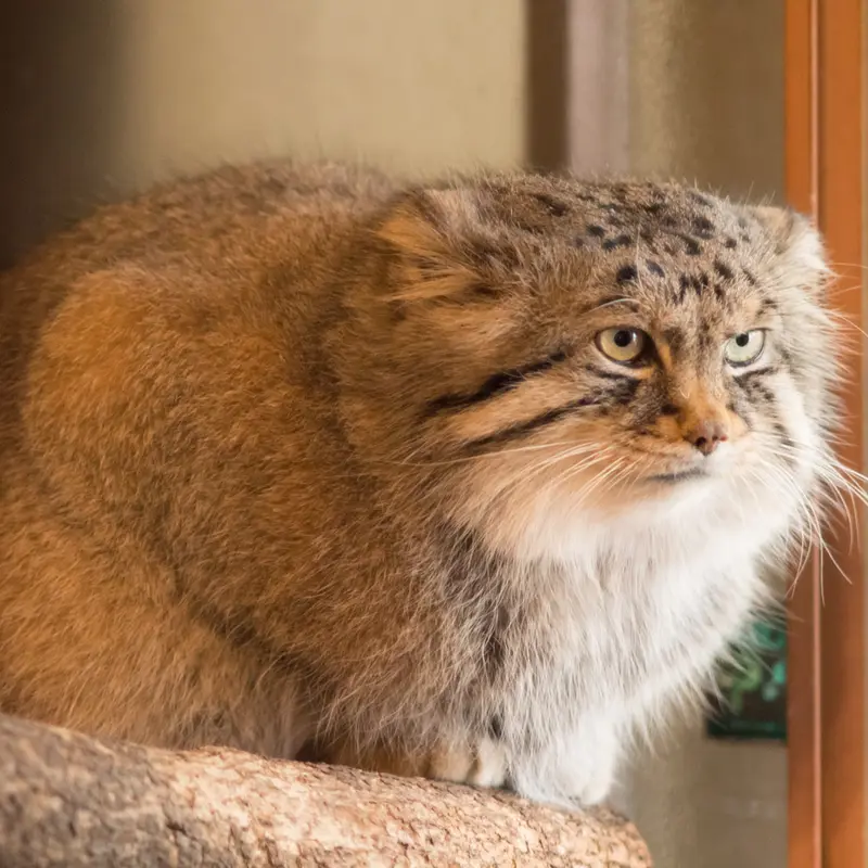 A photograph of Lotos in Saitama Children's Zoo