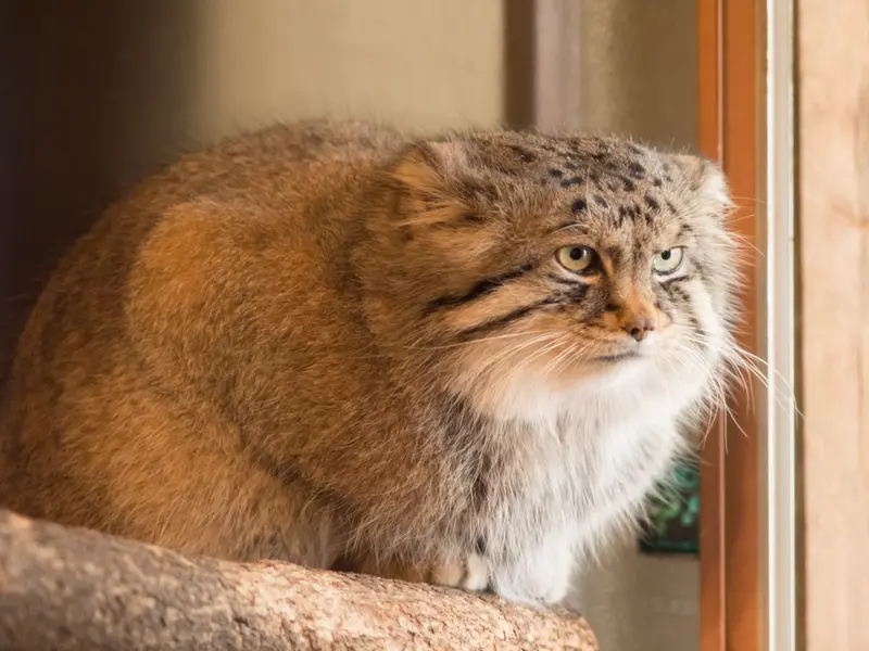 A photograph of Lotos in Saitama Children's Zoo