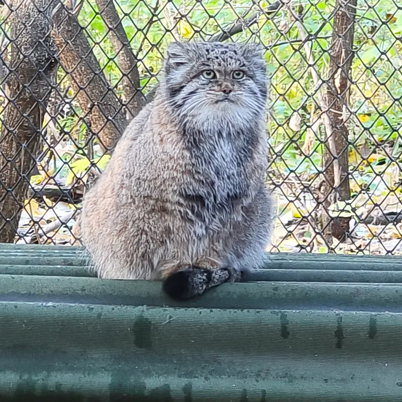 A photograph of Mia in Novosibirsk Zoo