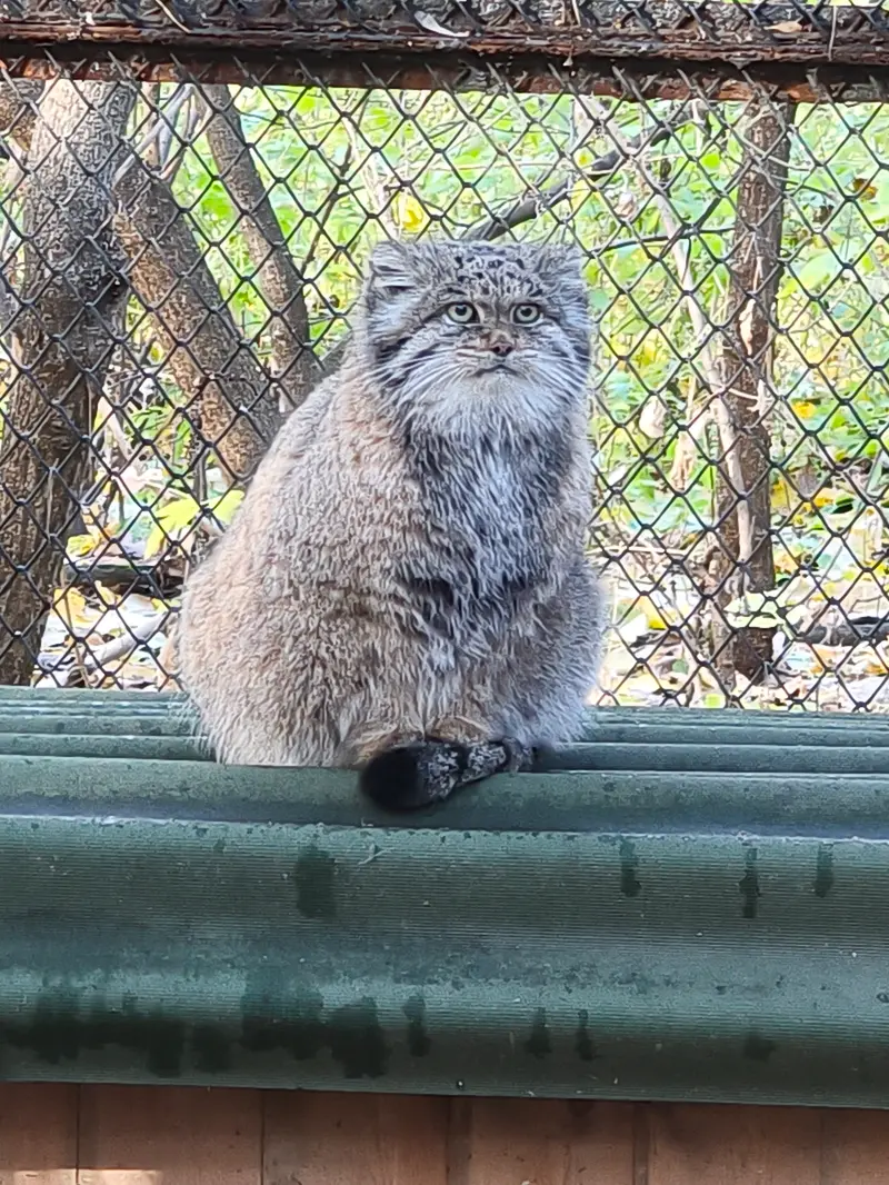 A photograph of Mia in Novosibirsk Zoo