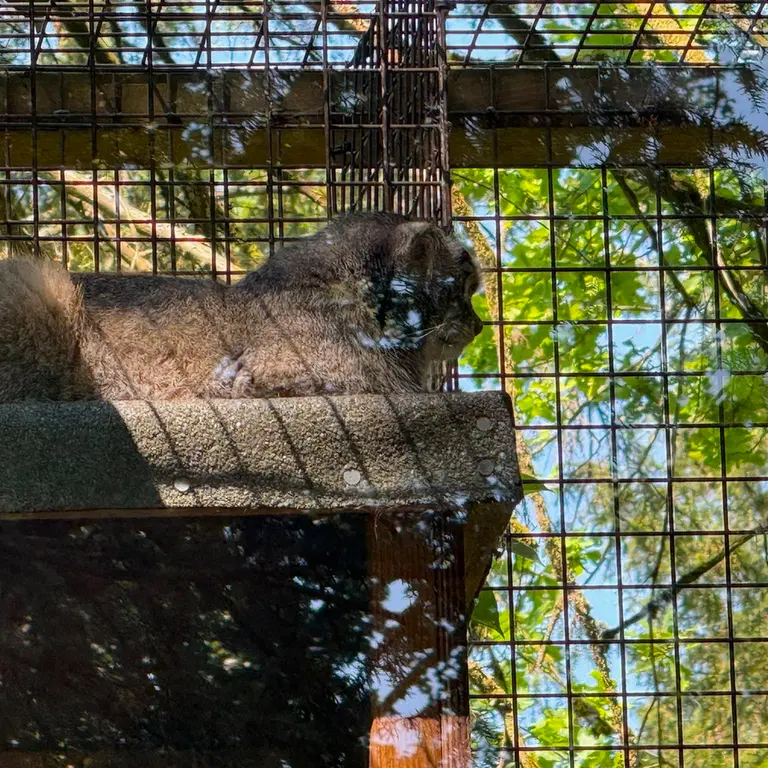 A photograph of Sayan in Cotswold Wildlife Park and Gardens
