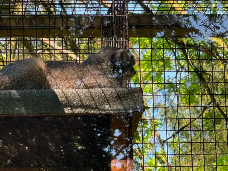 A photograph of Sayan in Cotswold Wildlife Park and Gardens