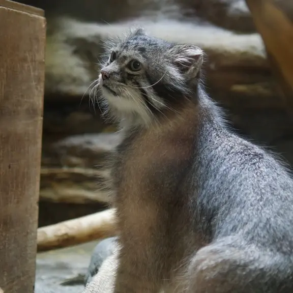 A photograph of a Pallas's cat in Ueno Zoological Gardens