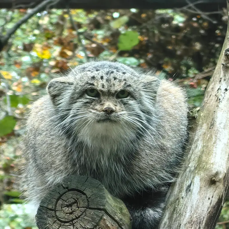 A photograph of Mia in Novosibirsk Zoo