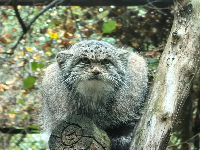 A photograph of Mia in Novosibirsk Zoo
