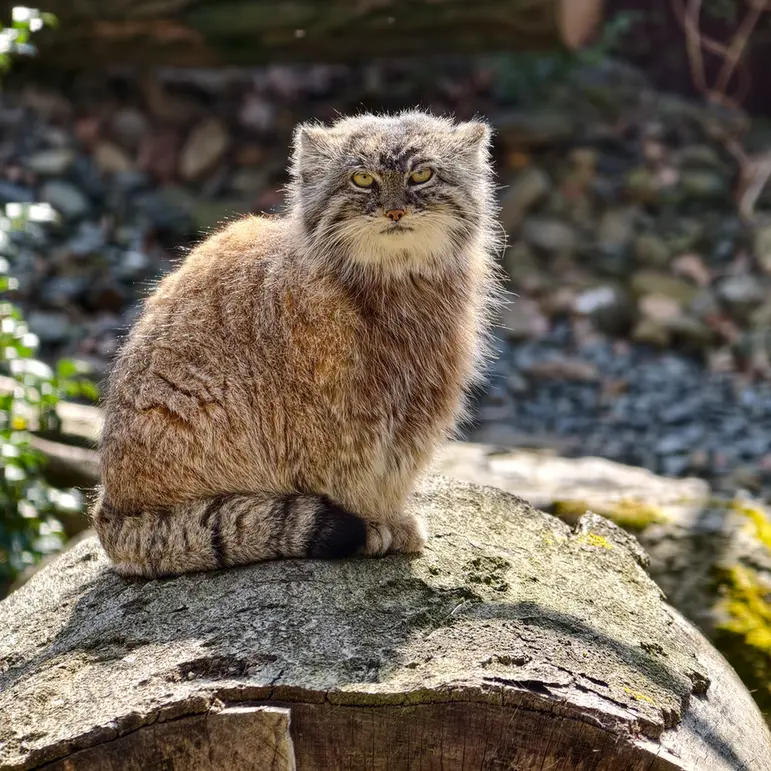A photograph of Moira in Ostrava Zoo