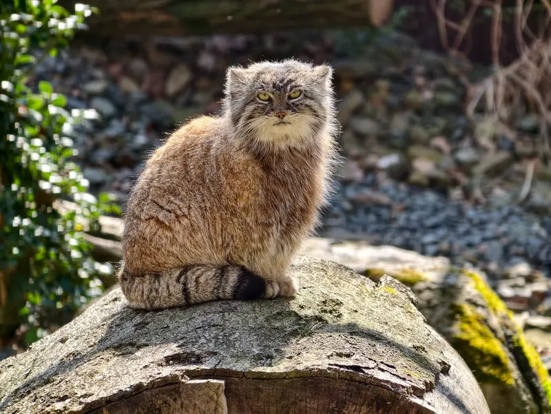 A photograph of Moira in Ostrava Zoo