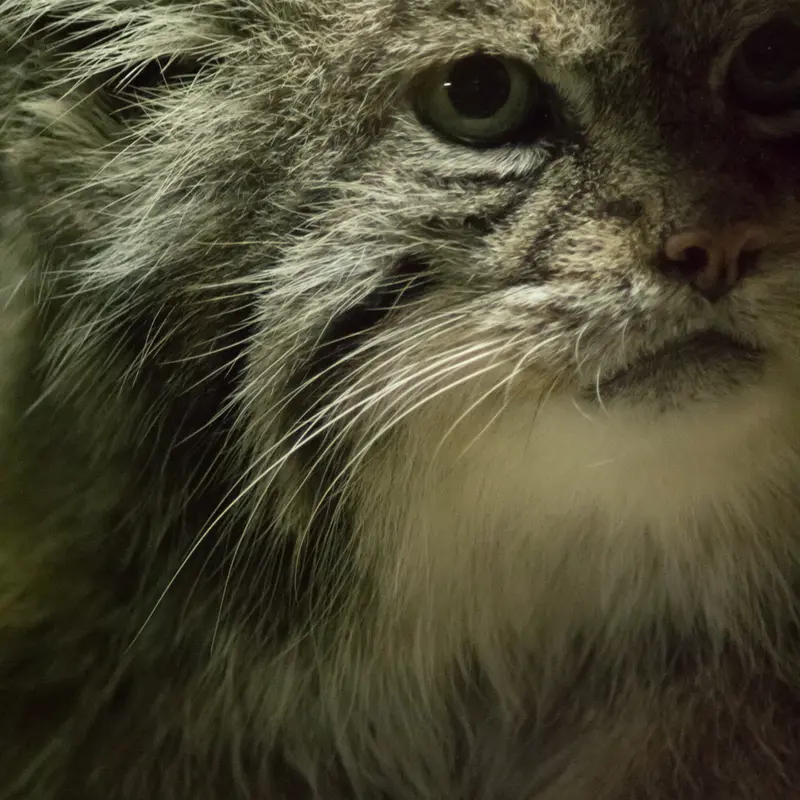 A photograph of Klyon in Ueno Zoological Gardens