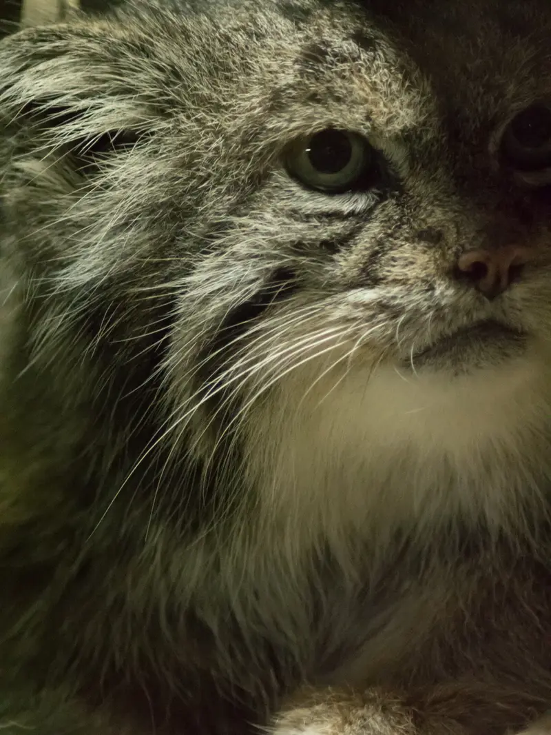 A photograph of Klyon in Ueno Zoological Gardens