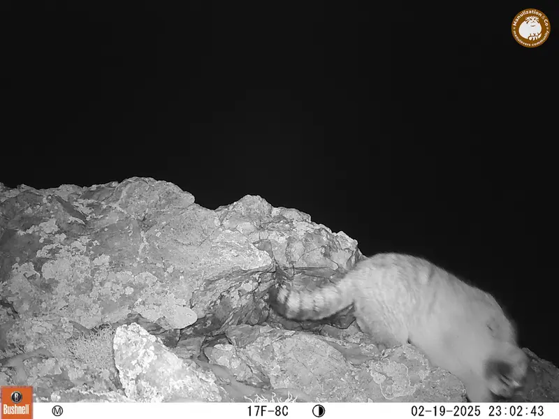 A photograph of Otocolobus manul manul from Besshoky 1 camera trap