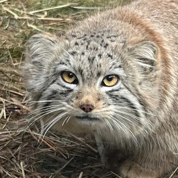 🌐 A new zoo on the world manul map!