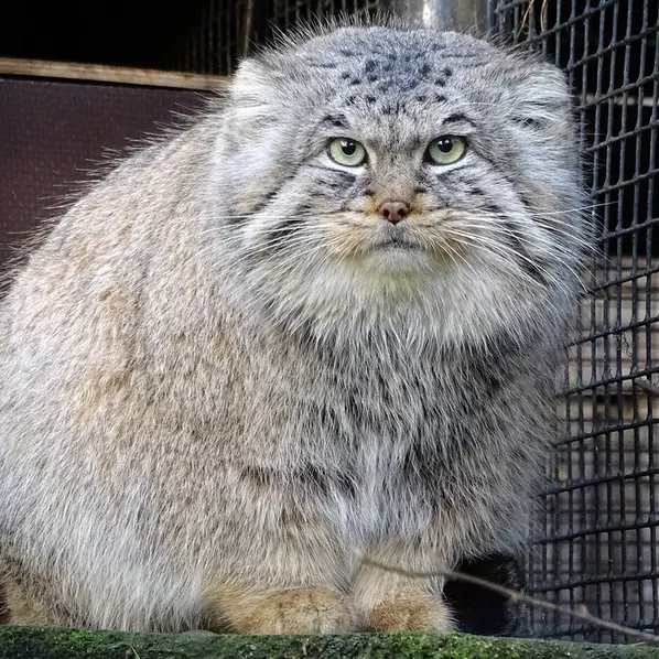 A photograph of Bjorn in Riga Zoo