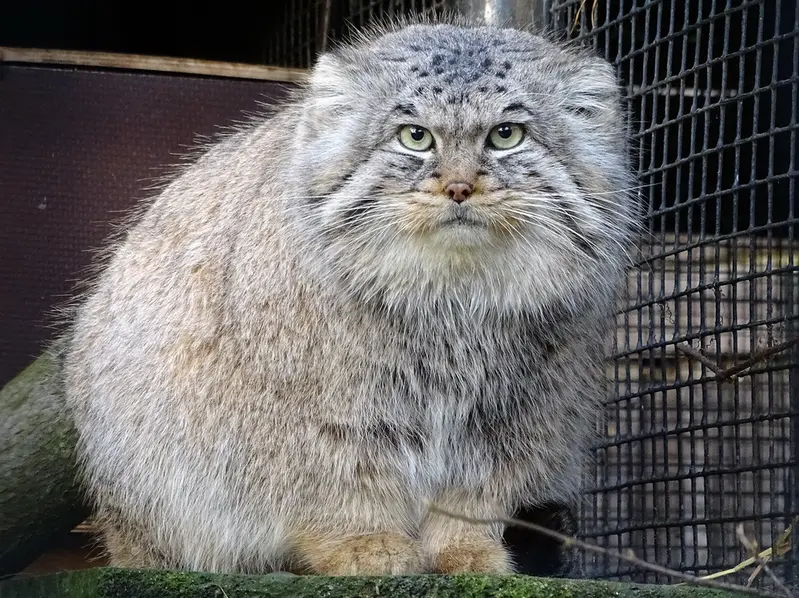A photograph of Bjorn in Riga Zoo