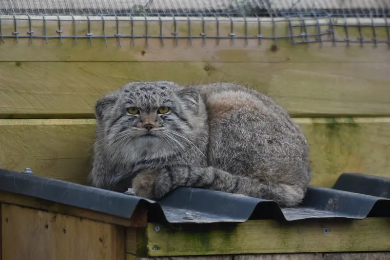 A photograph of a Pallas's cat in The Lakeland Wildlife Oasis