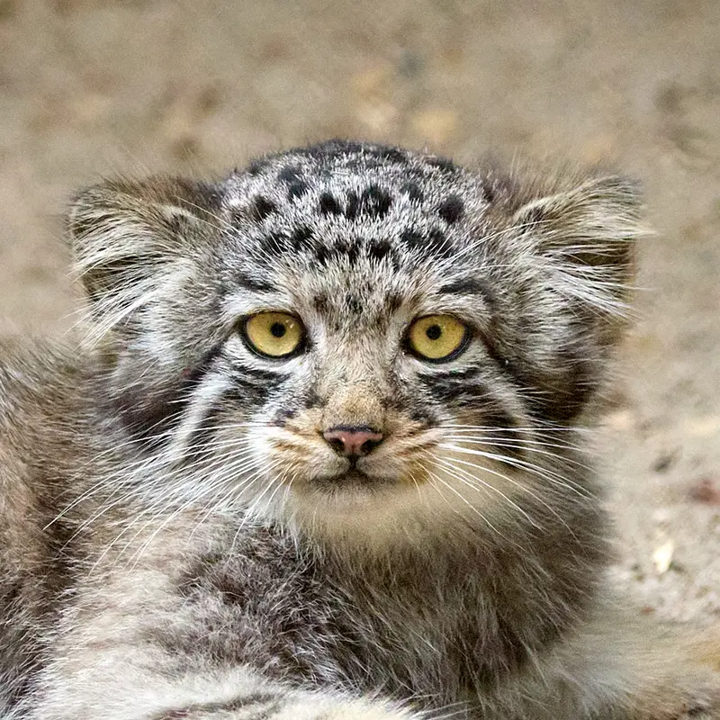 Kitten of Eve b.2026 Ⅳ the Pallas's cat from Novosibirsk Zoo