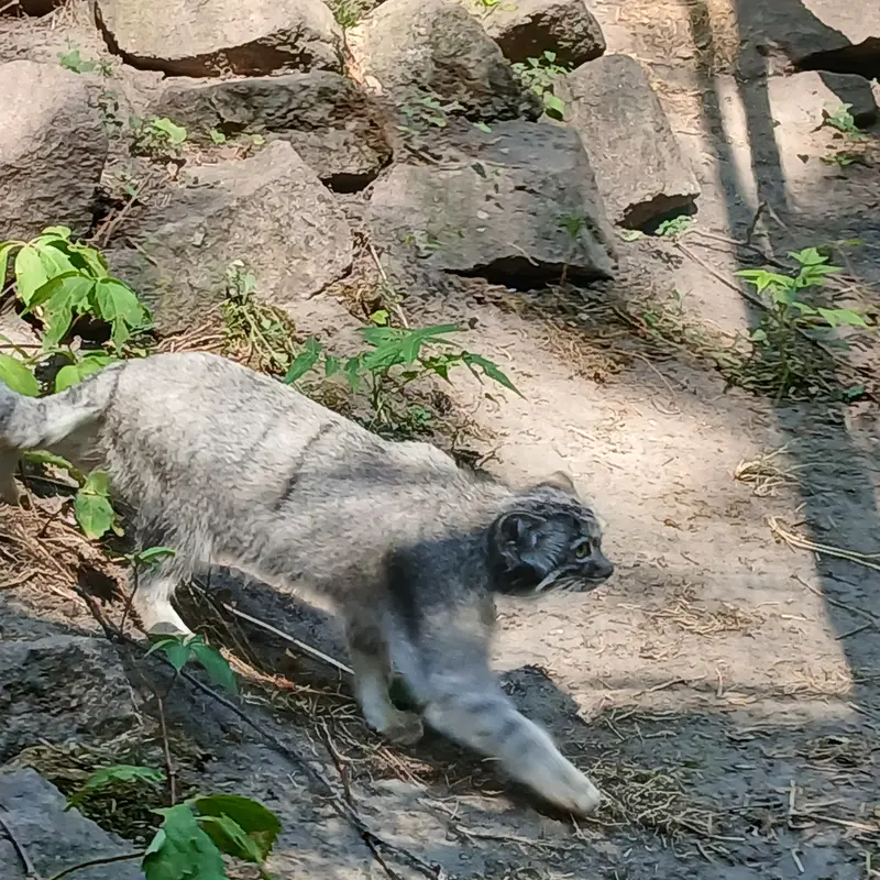 A photograph of Lucy in Budapest Zoo & Botanical Garden