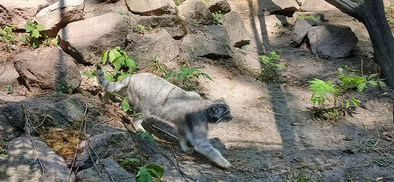 A photograph of Lucy in Budapest Zoo & Botanical Garden