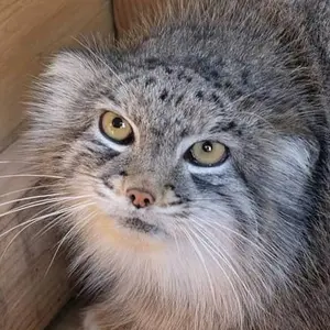 Minka the Pallas's cat from Cincinnati Zoo