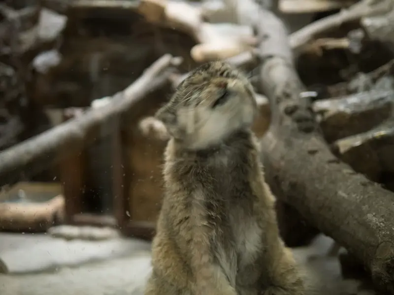 A photograph of Primula in Ueno Zoological Gardens