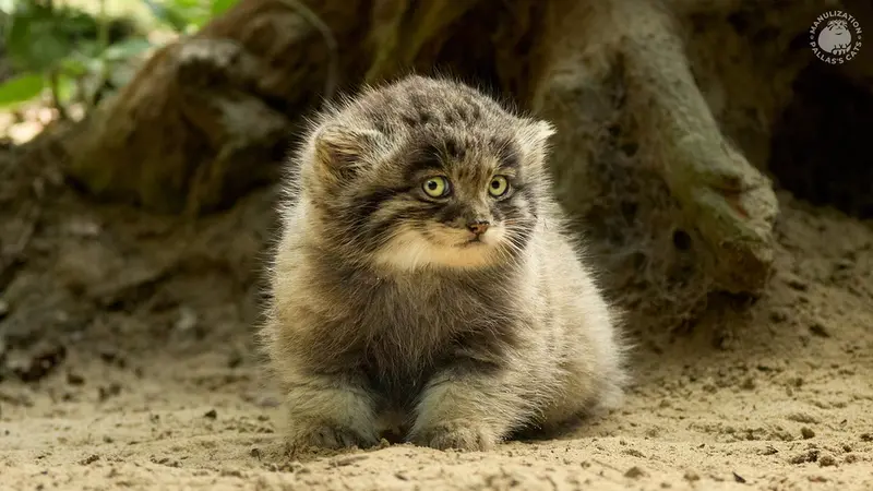 A photograph of Saran in Parco Faunistico La Torbiera