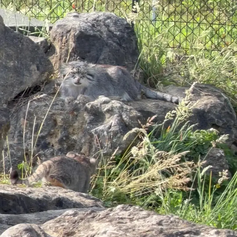 A photograph of a Pallas's cat in Port Lympne Wild Animal Park