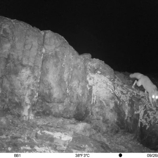A photograph of Red fox from Aktas-Kunkora camera trap