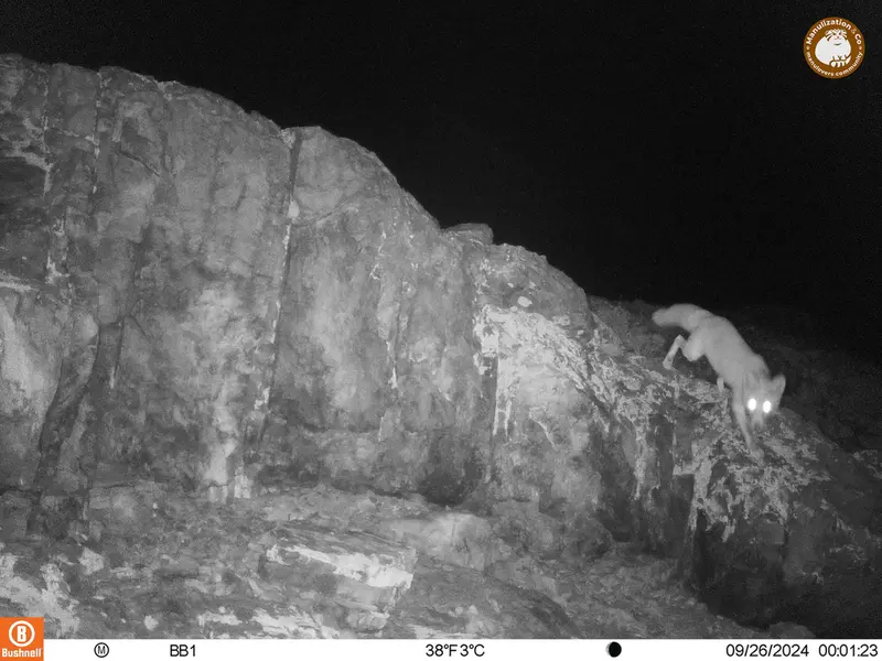 A photograph of Red fox from Aktas-Kunkora camera trap