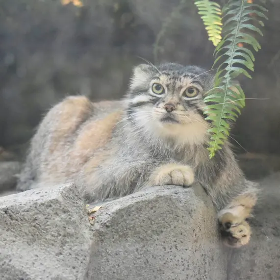 A photograph of Lev in Kobe Animal Kingdom