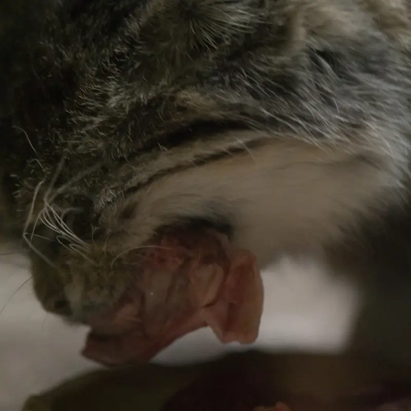 A photograph of Primula in Ueno Zoological Gardens