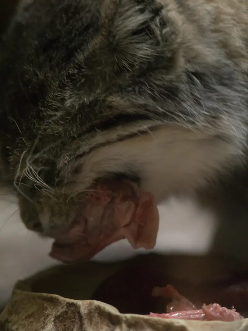 A photograph of Primula in Ueno Zoological Gardens