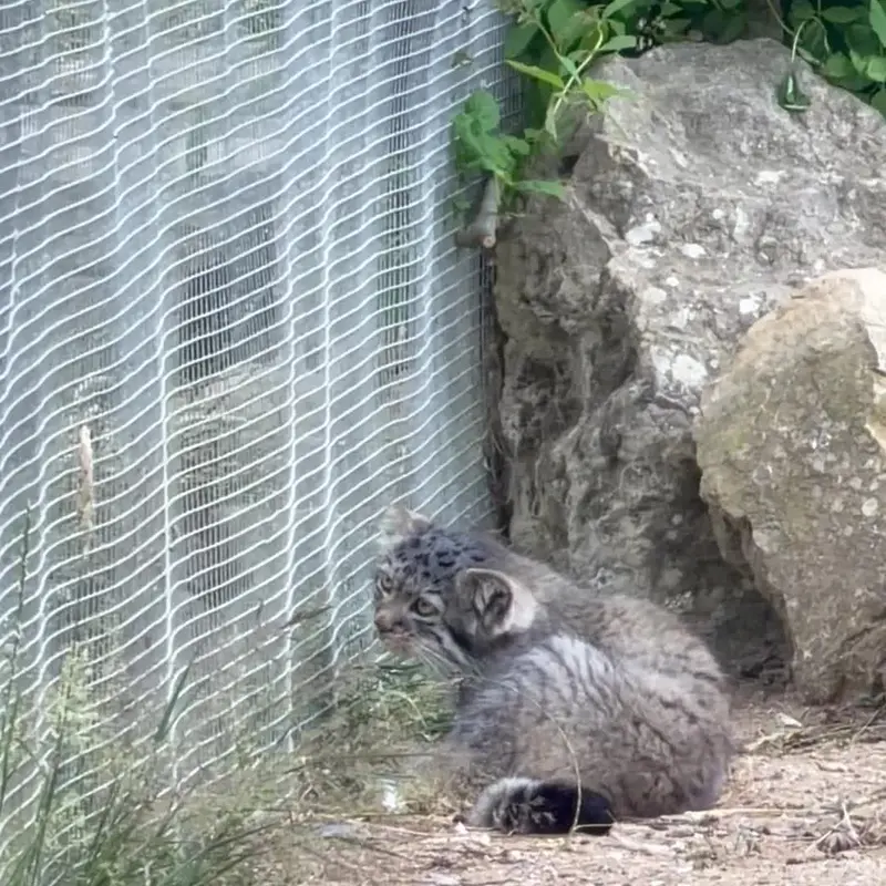 A photograph of a Pallas's cat in Port Lympne Wild Animal Park