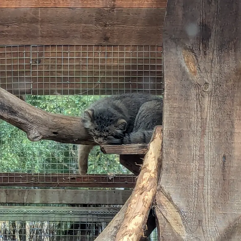 A photograph of Altani in Tallinn Zoo