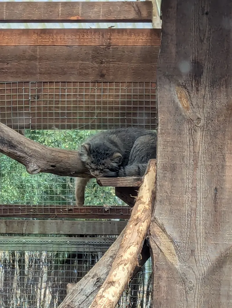 A photograph of Altani in Tallinn Zoo
