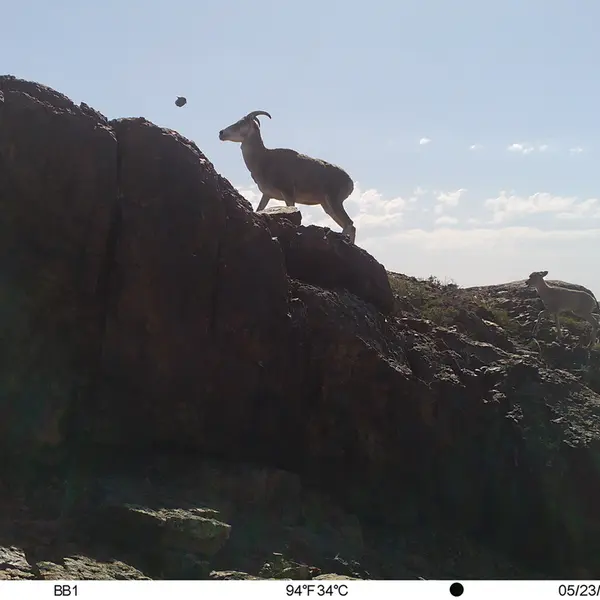 A photograph of Argali from Aktas-Kunkora camera trap