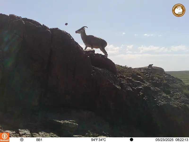 A photograph of Argali from Aktas-Kunkora camera trap