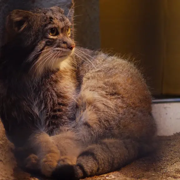 A photograph of a Pallas's cat in Nogeyama Zoo
