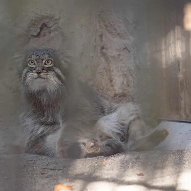 A photograph of Figa in Nogeyama Zoo
