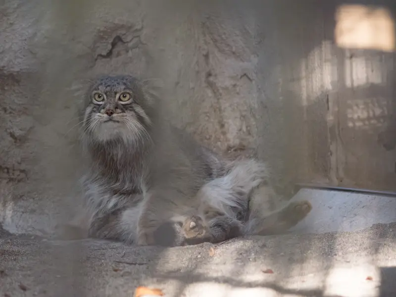 A photograph of Figa in Nogeyama Zoo